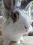 LZ00058 Cleo the rabbit.jpg